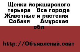 Щенки йоркширского терьера - Все города Животные и растения » Собаки   . Амурская обл.